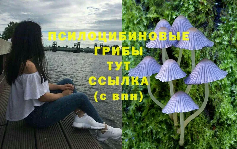 Галлюциногенные грибы MAGIC MUSHROOMS  как найти наркотики  Фролово 